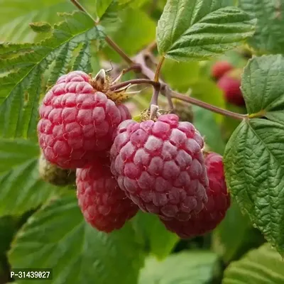 Natural Shahtoot/Mulberry Plant-thumb0