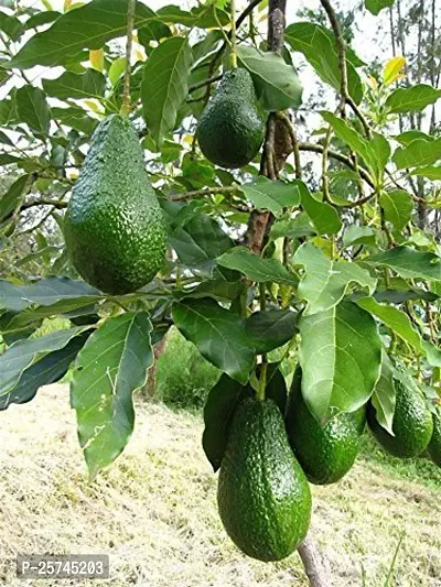 Avocado Plant