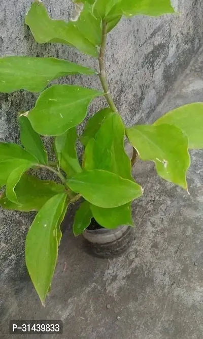 Natural Annona Reticulata/Bullock Heart Plant