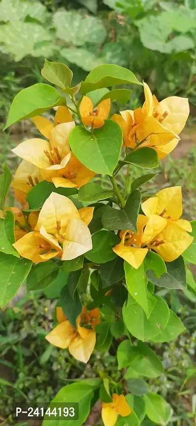 Bougainvillea Plant-thumb0