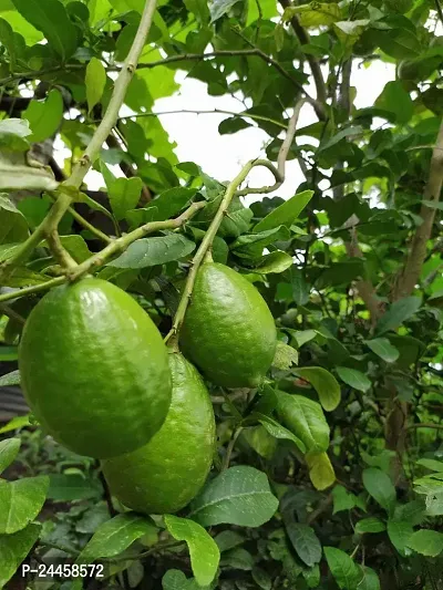 Natural Lemon Plant-thumb0