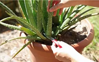 Natural Aloe Vera Plant-thumb1