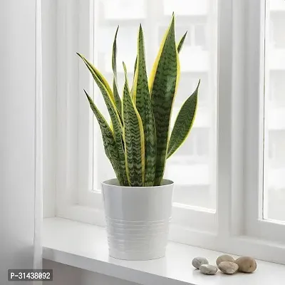 Natural Snake Plant