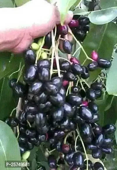 Jamun Plant-thumb0