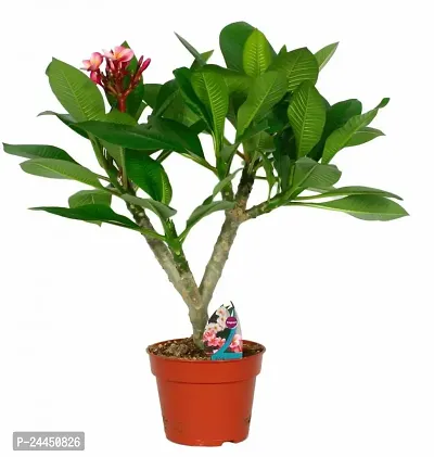 Natural Plumeria Plant-thumb0