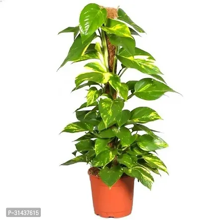 Natural Money Plant-thumb0