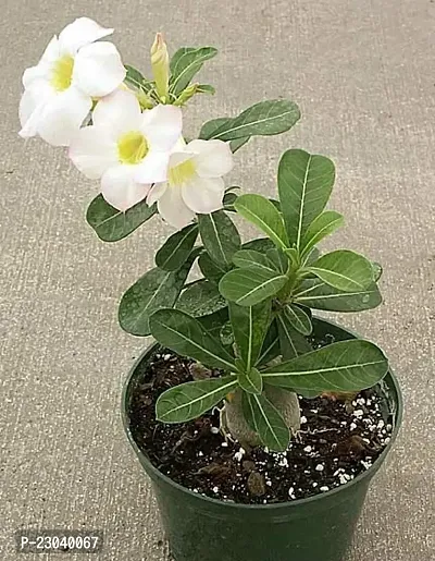 Natural Cloud Farm Bonsai Air Layered Adenium-Desert Roses Live Flower Plant 1 Healthy Live Decorative Flowering Plant, 1Ft Height In Nursery Grow Bag For Home Gardennbsp;