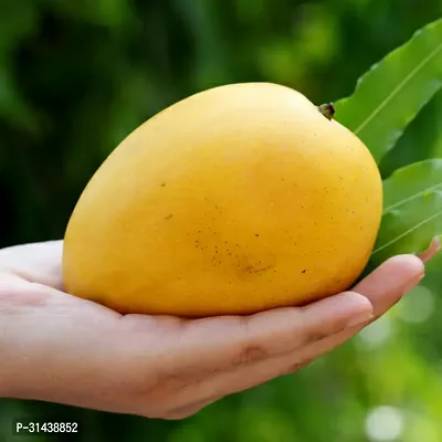 Natural Mango Plant-thumb0