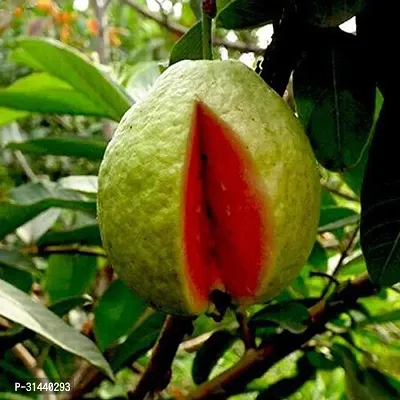 Natural Guava Plant-thumb0