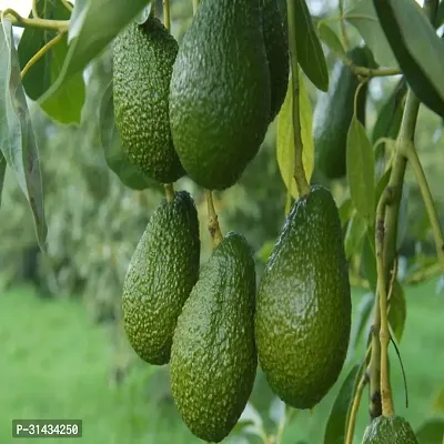 Natural Avocado Plant-thumb0