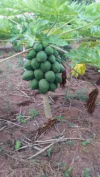 Natural Papaya Plant-thumb3