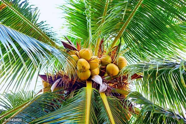 Natural Coconut Plant