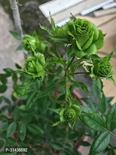 Natural Rose Plant