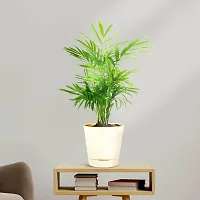 Natural Areca Palm Plant-thumb1