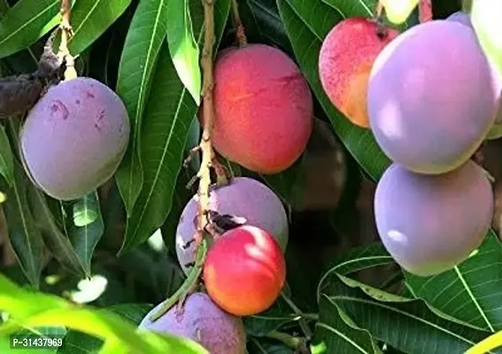 Natural Mango Plant-thumb2