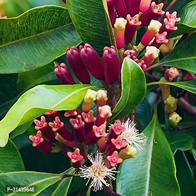 Natural Clove Plant-thumb2