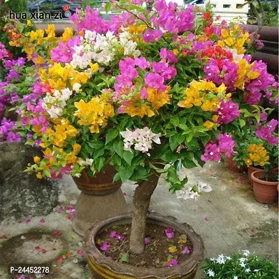 Natural Bougainvillea Plant-thumb0