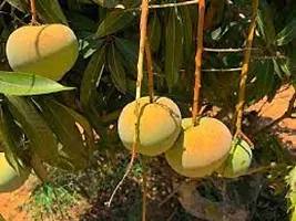 Natural Mango Plant-thumb3