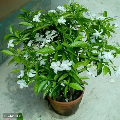 Natural White Money Plant