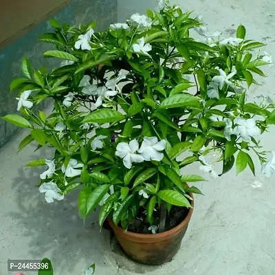 Natural White Money Plant-thumb0