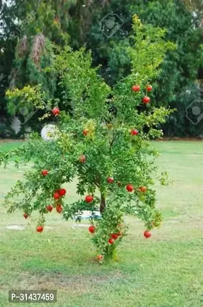 Natural Pomegranate Plant-thumb0