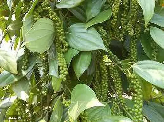 Natural Black Pepper Plant