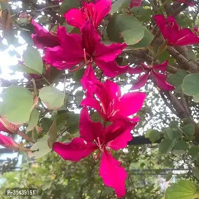 Natural Bauhinia Acuminata Plant