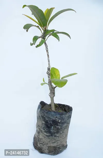 Chiku Plant-thumb2