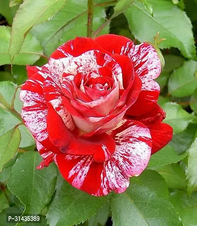 Natural Rose Plant