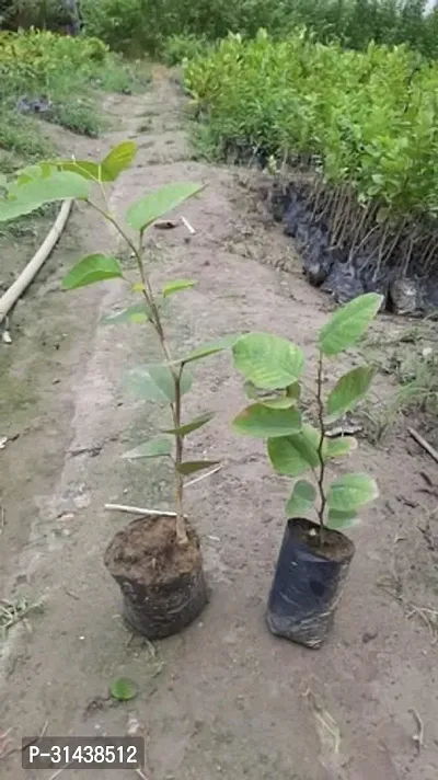 Natural Red Sandalwood Plant