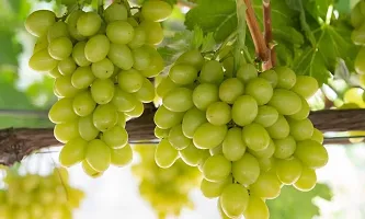 Natural Grape Plant-thumb1