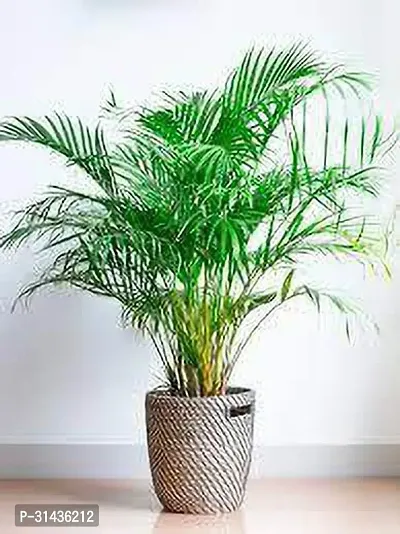 Natural Areca Palm Plant-thumb3