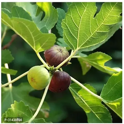 Natural Fiddle Leaf Fig Plant-thumb0