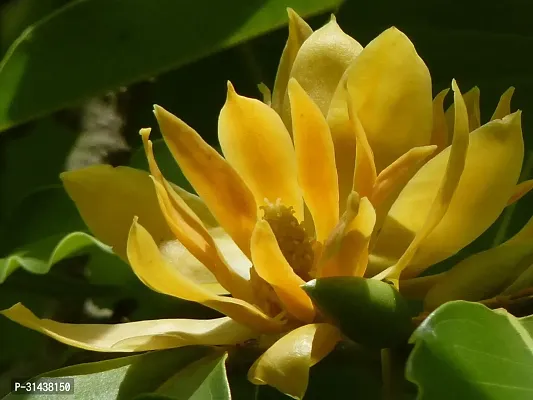 Natural Golden Champa Plant-thumb0