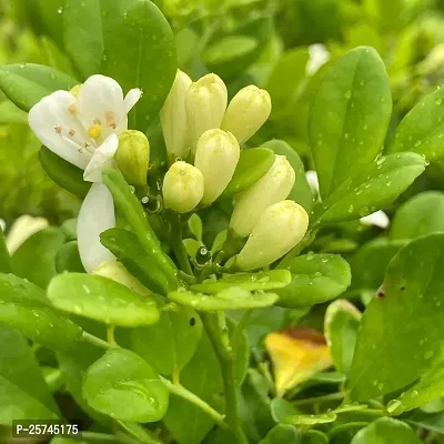 Murraya Paniculata Plant