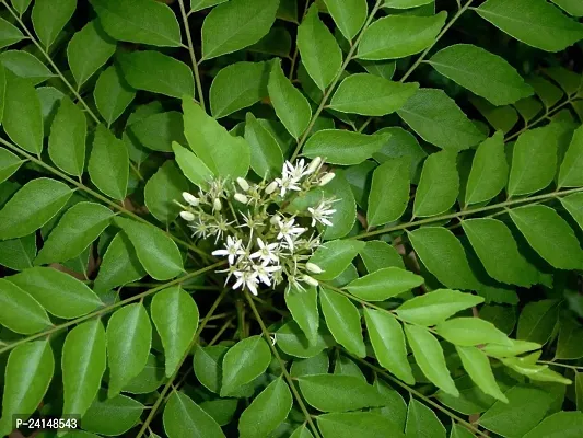 Curry Leaf Plant