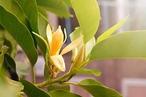 Natural Golden Champa Plant-thumb1