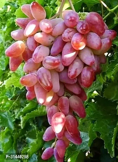 Natural Grapes Plant-thumb0