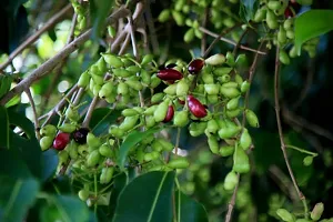 Natural Jamun Plant-thumb1