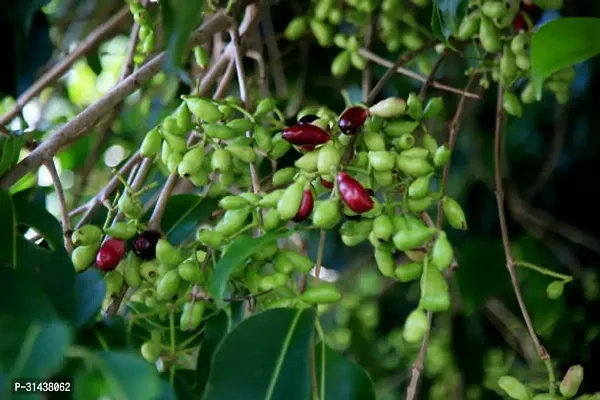 Natural Jamun Plant-thumb2