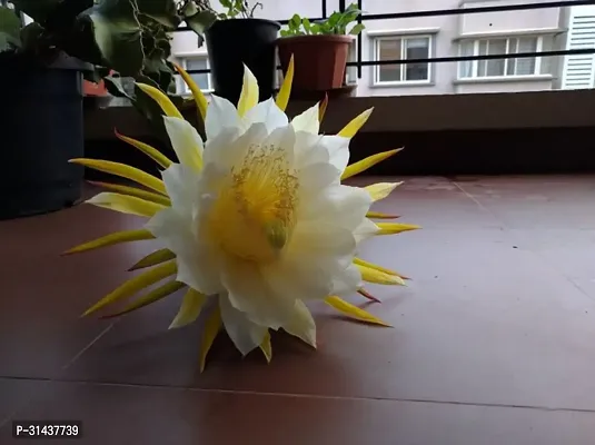 Natural Brahma Kamal Plant