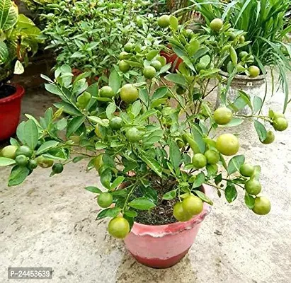 Natural Sweet Lemon Plant