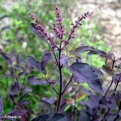 Natural Tulsi Plant-thumb0