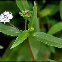 Natural Bhringraj Plant-thumb2