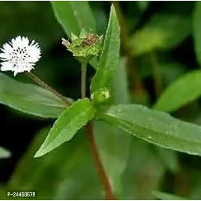 Natural Bhringraj Plant-thumb3
