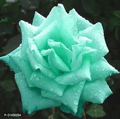 Natural Rose Plant-thumb0