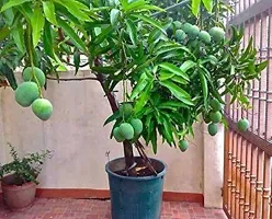 Natural Mango Plant-thumb1