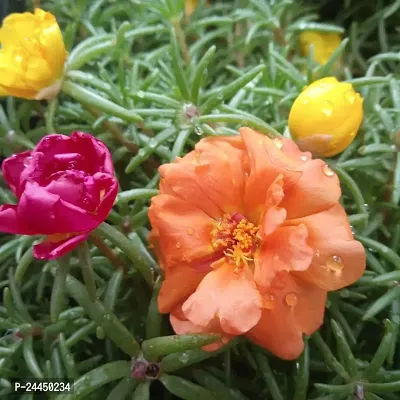 Natural Portulaca Plant-thumb0