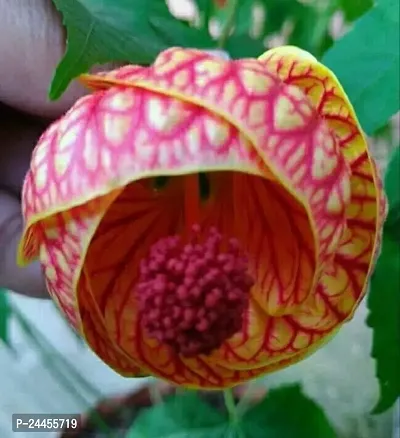 Natural Hibiscus Plant