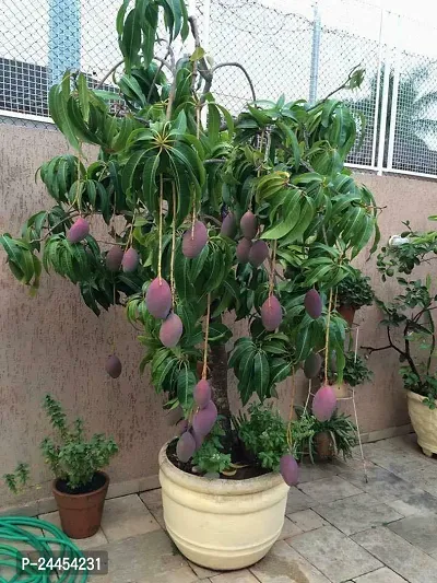 Natural Mango Plant-thumb0